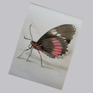 Bottle Opener-Black butterfly  Design