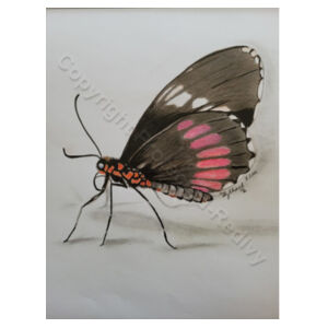 Black butterfly  - Frosted Glass Beer Mug Design