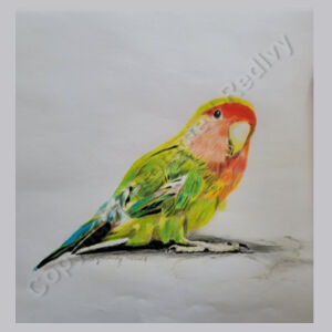 Parakeet - Bottle Opener Design