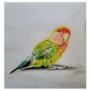 Parakeet- Frosted Glass Beer Mug Design
