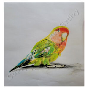 Parakeet- Can Cooler Wrap Design