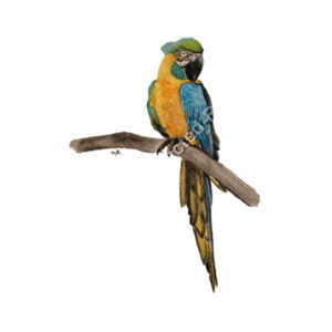 Tea Towel-Perched  Design
