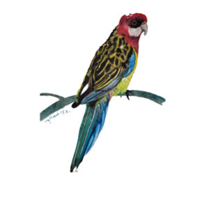 Mug-Rosella  Design