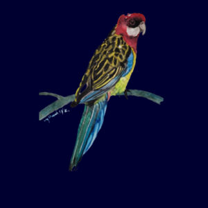 Apron-Rosella  Design