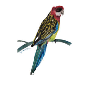 Tea Towel-Rosella  Design