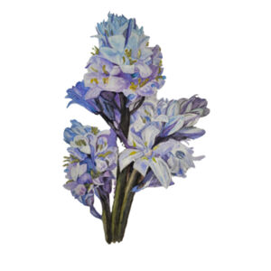 Stainless Bottle-BLUEBELLS Design