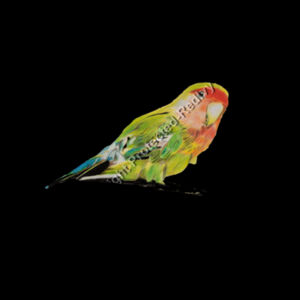 Kids Outline Tee-Parakeet  Design