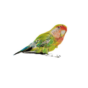 Infant Tee-Parakeet  Design