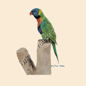 Large Calico Bag-Lorikeet  Design
