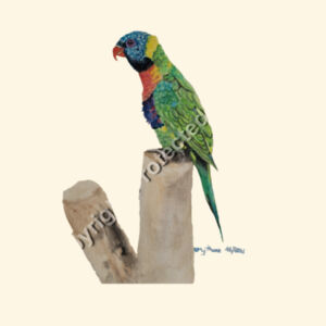 Parcel Tote-Lorikeet  Design