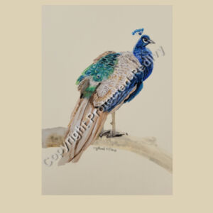 Small size-Peacock  Design