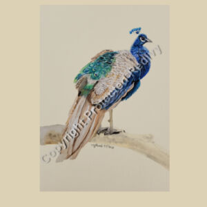 Medium size-Peacock  Design