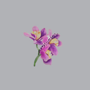 Orchids  Design
