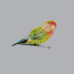 Parakeet  Design