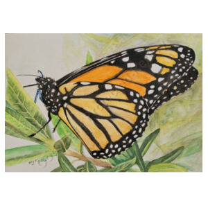 Monarch  Design