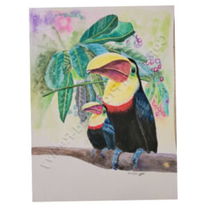 Toucans Design