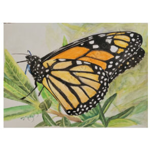 Monarch  Design