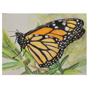 Monarch  Design