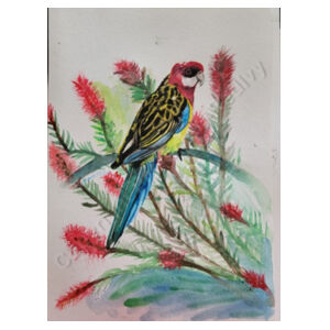 Rosella  Design