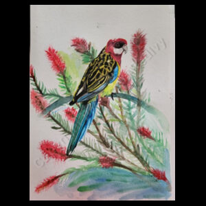 Rosella Design
