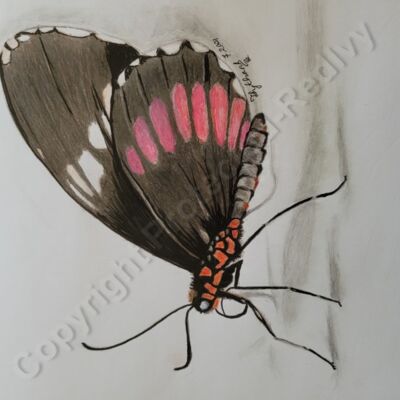 Insect- butterfly  Thumbnail