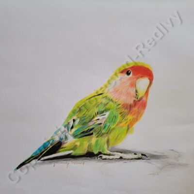 Parrot  Thumbnail
