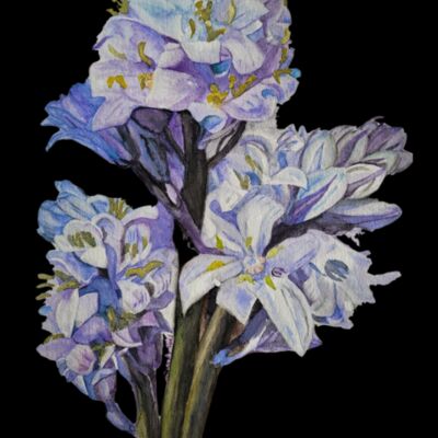 Bluebells  Thumbnail